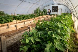 Ukulinga sugar bean farm