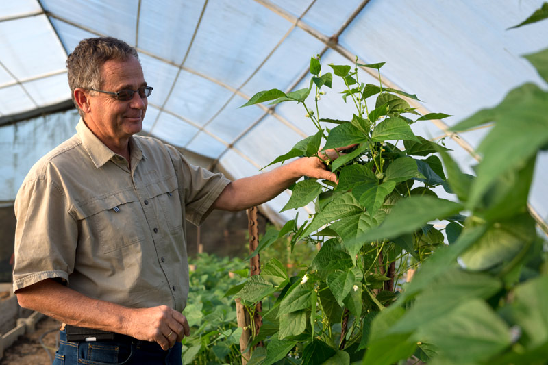 Commercial green bean crop