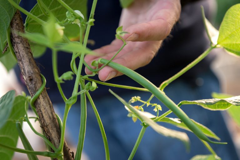 bean plant