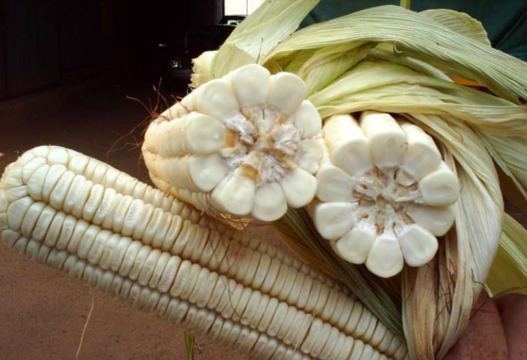 Border King White Maize