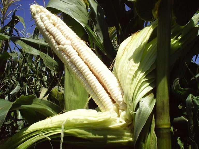 Border King White Maize