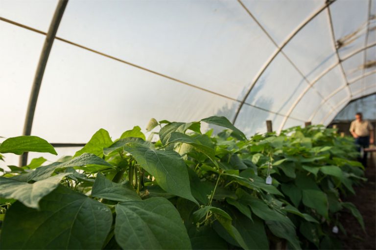 Ukulinga Dry Bean Seed facility