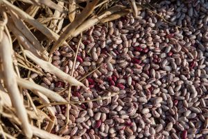 dry sugar bean seed