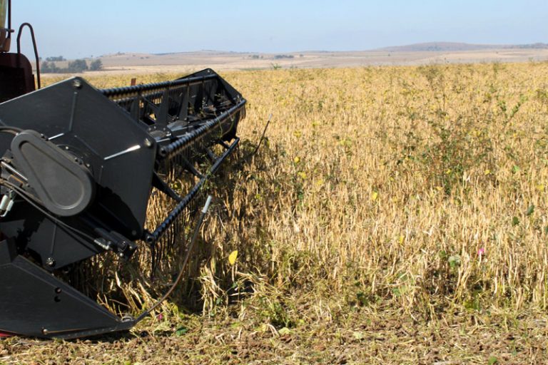 Dry Bean Seed Mechanical Harvesting McDonalds Seeds