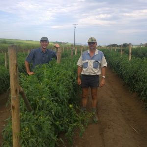 Disco LL Tomato – A Great Choice For Every Tomato Farmer