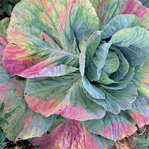 cabbage with brassica stunting disease