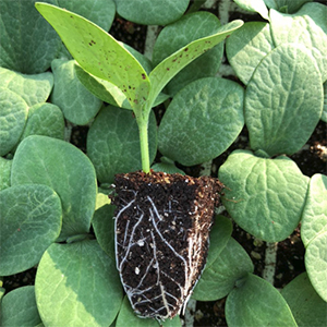 Butternut Seedlings