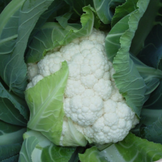 Read more about the article Choosing the Correct Cauliflower for the Season