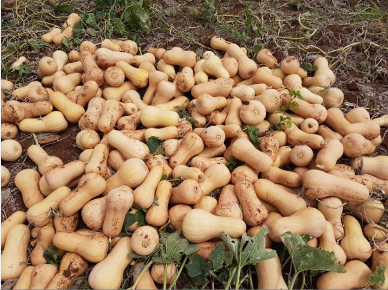 Butternut Seedlings Mc Donald Seeds