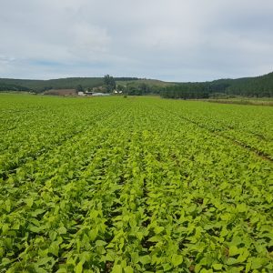 Dry Bean Combining