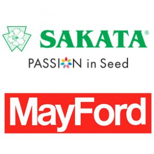 Sakata Mayford Seed