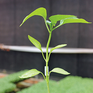 Sweet Pepper Rootstock seed