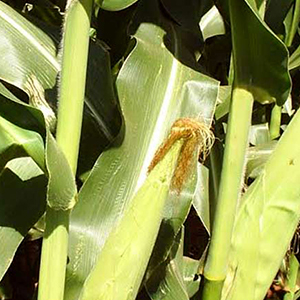 Colorado Yellow Maize seed