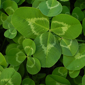 temperate legume seed