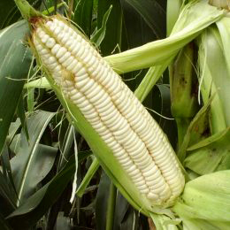 Border King White Maize