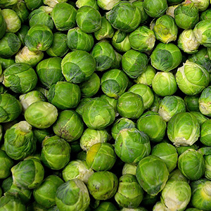 brussels sprout seed