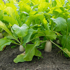 Winter Roots and brassicas