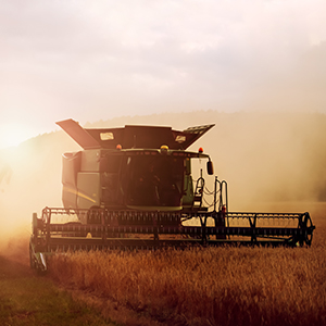 Dry Sugar Bean mechanical harvesting