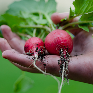 radish seed