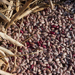 Ukulinga Dry Sugar Bean