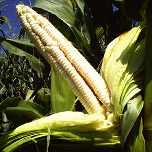 border king white Maize seed