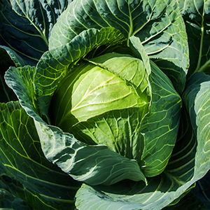 Superslam Cabbage