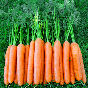 carrots