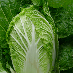 chinese cabbage