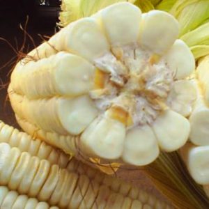 Colorado yellow maize