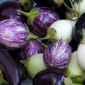 eggplants