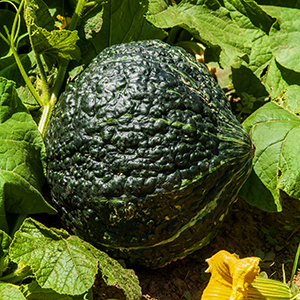 squash seed