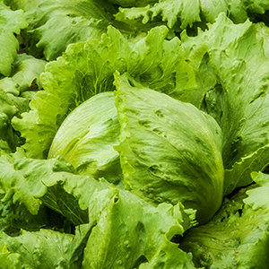 Lettuce Seed - McDonalds Seeds