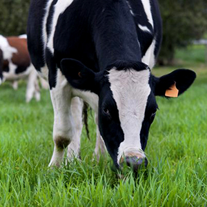 cow in a pasture