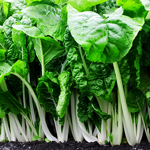 Swiss Chard Spinach plants