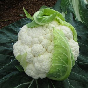 Cauliflower harvest management