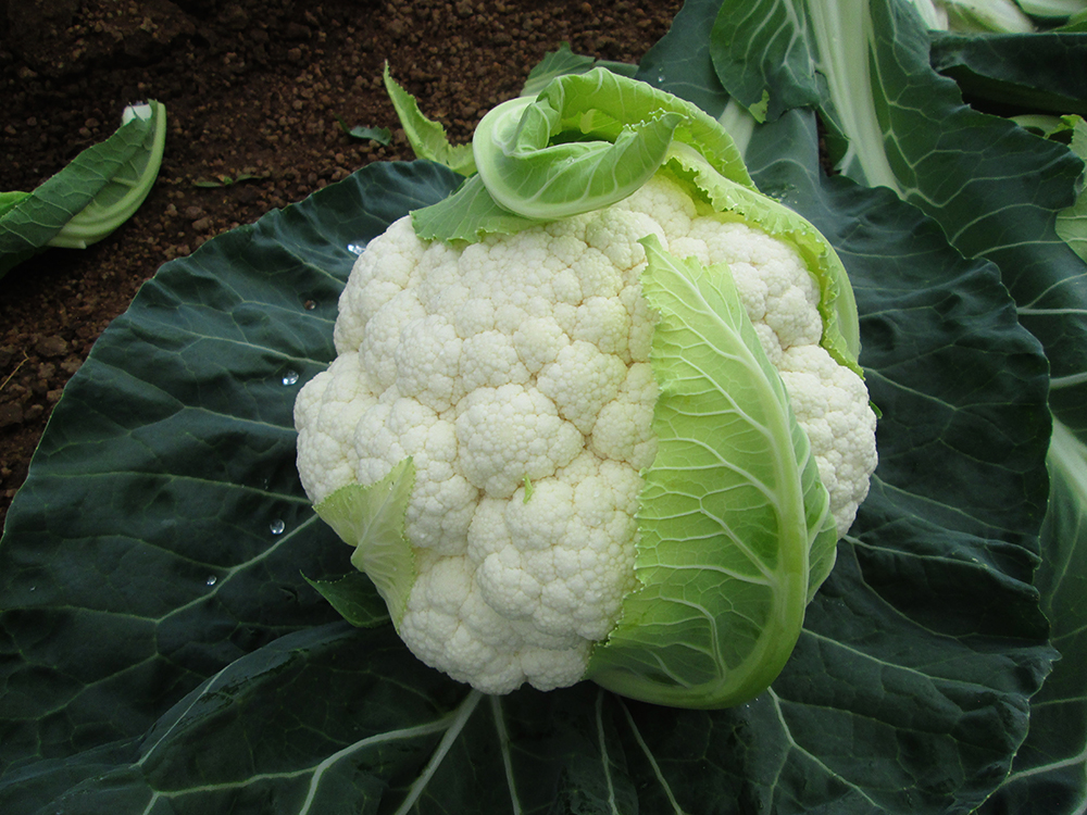 Twister variety of cauliflower