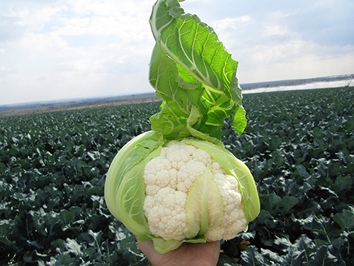 Twister variety cauliflower