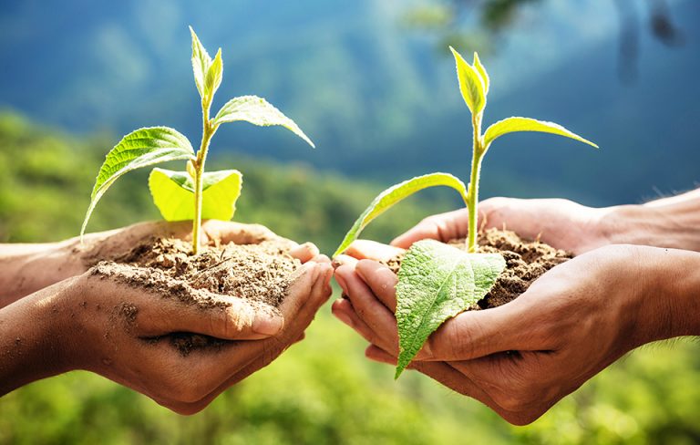 Hands holding two seedlings