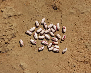 Read more about the article Oribi Dry Bean Seed Trials