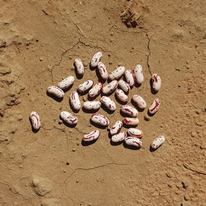 Oribi Dry Bean Seed Trials