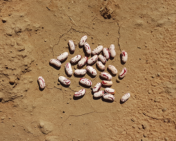 Oribi dry sugar bean seed