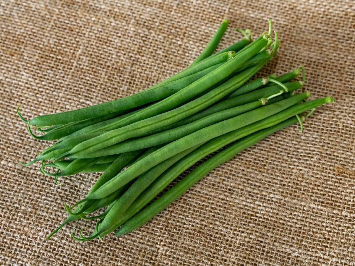 Sibaya green bean variety